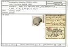 Karteikarte zum Syntyp von Peneroplis planatus laevigata Karrer, 1868